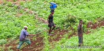 How Cabo Verde indigenous beans could boost food security - The Conversation CA