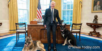 Bidens' German shepherd Major nips Secret Service agent's hand, causing 'extremely minor injury'