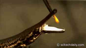 New Evidence Emerges on How Early Tetrapods Learned to Live—and Eat—on Land