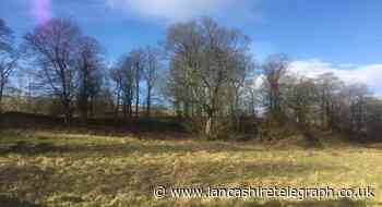 Colne: tree preservation order imposed over development fears