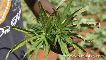 Controversial Florida medical marijuana bill one step closer to becoming law - Tampa Bay Times