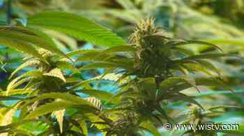 Group of SC veterans wants medical marijuana bill passed - WIS10