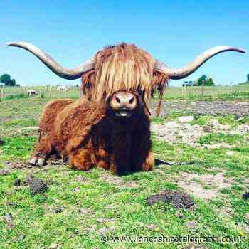 Sixteen year old "mischievous" resident of petting zoo in Bacup dies
