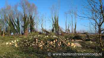 TV: Op Koudenhoorn worden 1.000 zieke essen aangepakt - Bollenstreek Omroep