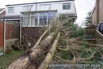 35ft tall tree comes crashing down narrowly missing family's home