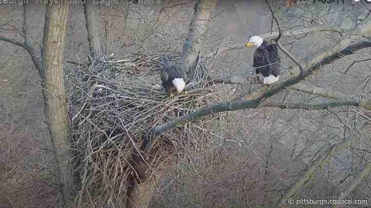 WATCH: Hays Bald Eagles Defend Eggs From Raccoon Intruder