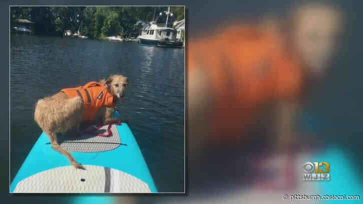 The Fastest Dog In America Lives In Maryland. Meet Phelan!