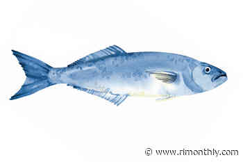 Rhode Island, You're Wrong About Bluefish - Rhode Island Monthly