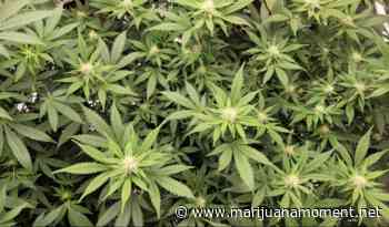 Rhode Island Senate Leaders Unveil Marijuana Legalization Bill As Governor Prepares Competing Plan - Marijuana Moment