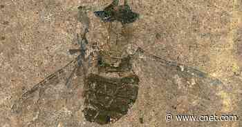 Scientists find 47-million-year-old fossilized fly full of its last meal     - CNET