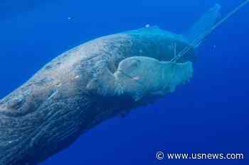 Emaciated and Entangled Humpback Whale Gets Help off Hawaii