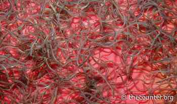 Slimy, smuggled and worth more than gold: Can one Maine entrepreneur break into the crime-ridden global market for eel? - The Counter