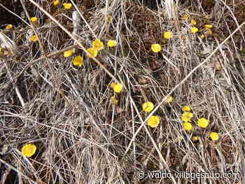 The first spring flower - By Tom Seymour - Belfast - Waldo - Republican Journal - Republican Journal