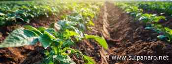 Arriva a Soliera l'Orto Condiviso: un'app per acquistare prodotti coltivati - SulPanaro