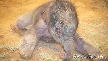 Adorable baby elephant born at the Houston Zoo - KHOU.com