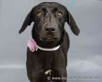 Meet Mollie, a black lab found abandoned on a Houston driveway, and others that need homes - Houston Chronicle