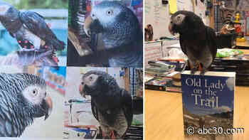 Fresno teacher offering $1,000 reward for her beloved missing parrot