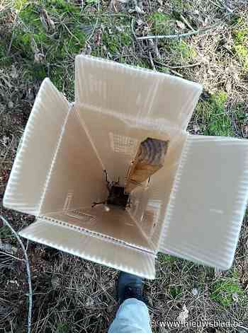 Geheimzinnige plantkokers voorkomen wildschade (Bocholt) - Het Nieuwsblad