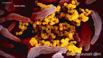 Northern Virginia patient with no travel history tests positive for coronavirus variant first found in South Africa - WUSA9.com