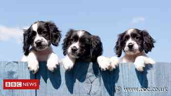 Households 'buy 3.2 million pets in lockdown'