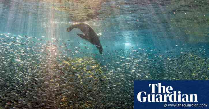 The fight for the Galápagos: ecologists seek bigger reserve as fishing fleets circle