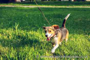 Dog owners being warned to remain vigilant after men seen trying to 'entice' dog in garden