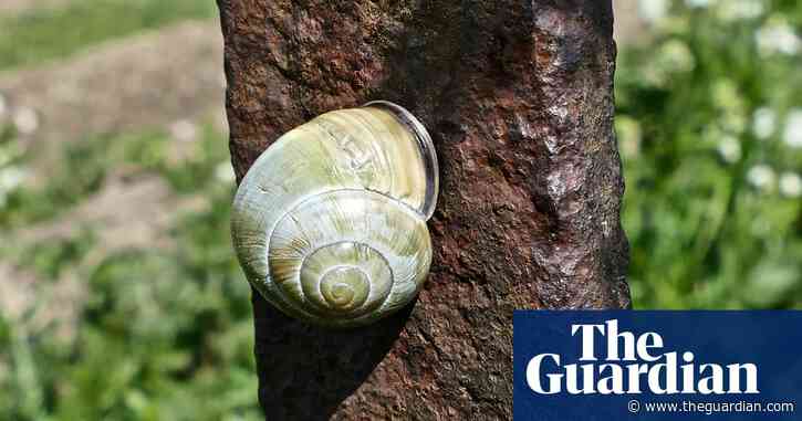 Slugs and snails crawl back to top of RHS annual garden pests chart