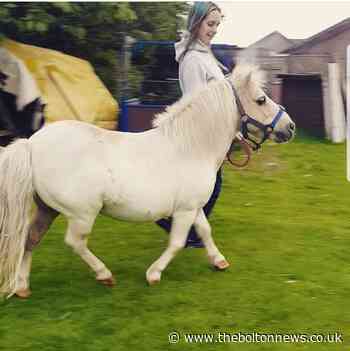 Bolton pony owner's warning to walkers who hurt animals with food - The Bolton News