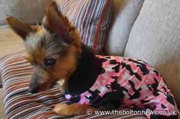 Meet Mouse - Bolton's 'oldest dog' rescued by amazing NHS worker - The Bolton News