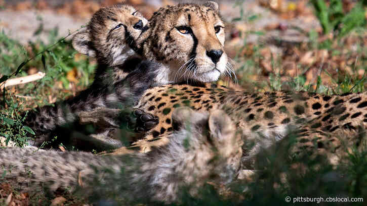 Cheetah Attacks Worker At Columbus Zoo, Authorities Begin Probe