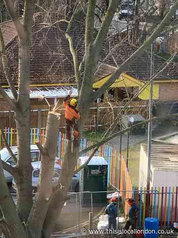 Bob Geldof speaks out over Battersea tree feud