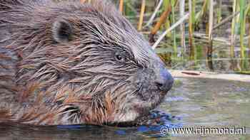 'Probleem-bever' mag straks in uitzonderlijk geval worden gedood - RTV Rijnmond