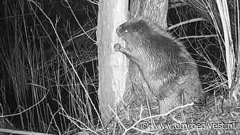Bever gespot in Zoetermeer: 'Uniek aan de rand van de stad' - Omroep West