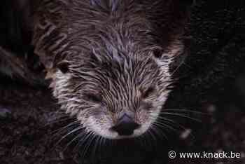 Bever gespot nabij Antwerpse binnenstad - Knack.be