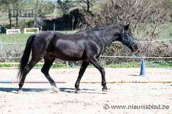 Paardrijleraar krijgt celstraf met uitstel voor aanranding van acht minderjarigen
