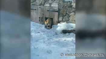 Saskatoon dingo pups 'explore all the new smells' as spring arrives