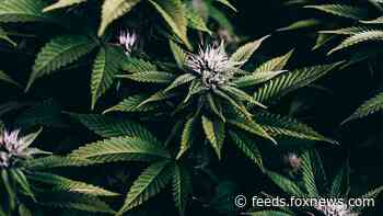 Mexican lawmakers advance bill to legalize recreational marijuana