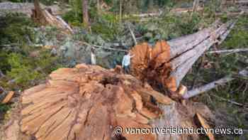 B.C. old-growth forest expert says province should stop logging at-risk ecosystems - CTV Edmonton
