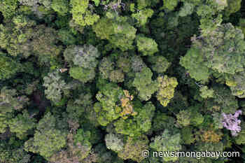 When a tree falls in the forest, it's the birds that don't make a sound, study finds - Mongabay.com