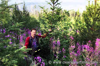 Wells Gray Community Forest grant program now open - Clearwater Times