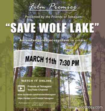 Explore, virtually, the largest known red pine old-growth forest in North America - SooToday