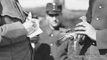 How carrier pigeons were once the backbone of lighthouse families