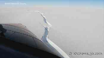 Warming oceans mean smaller baby sharks struggle to survive