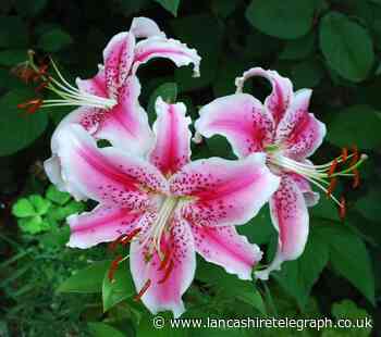 Letter: Beware lilies, the innocent-looking cat killer
