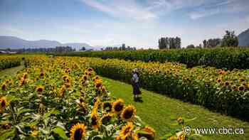 Summer in Canada will be better if all goes well, but experts aren't booking travel just yet