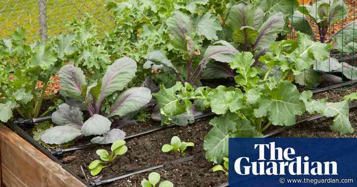 Signs of spring in the garden mean one thing: get sowing | Alys Fowler