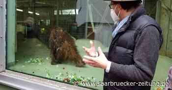 Besuch im Zoo : Patenfeier bei Orang-Utan-Baby Sayang im Zoo Neunkirchen - Saarbrücker Zeitung