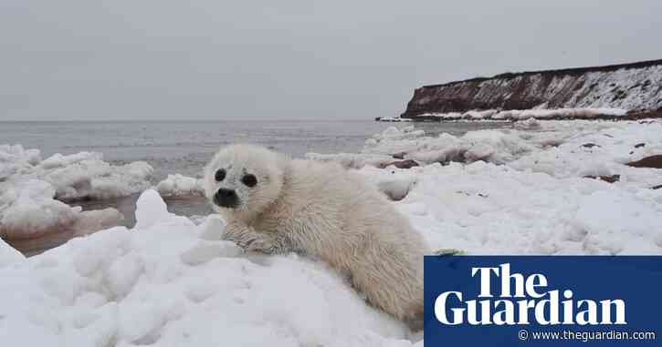 ‘There's no ice’: warming seas chill Quebec’s seal tourism