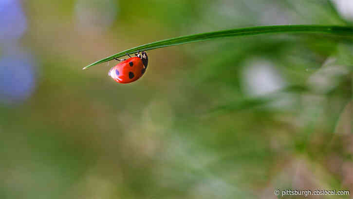 Study Finds Ladybugs Are Most Common Superstition In Pennsylvania