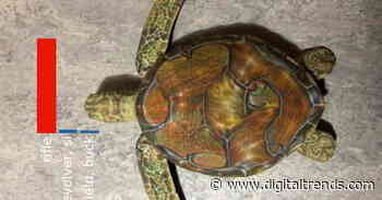 Image-recognition A.I. has a big weakness. This could be the solution